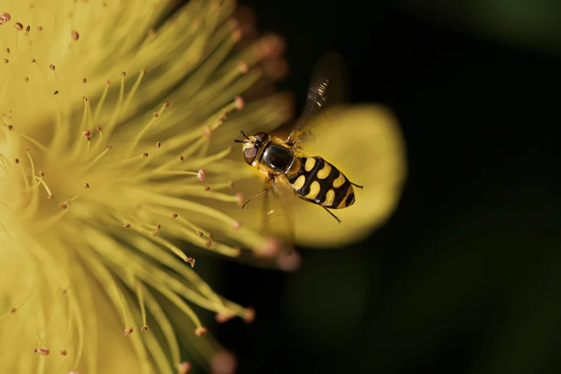 La vitesse relative : le cachet des insectes