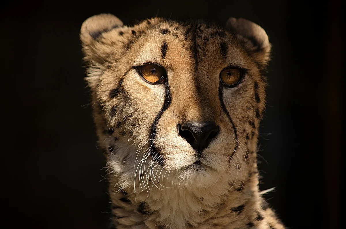 Le guépard et ses limites