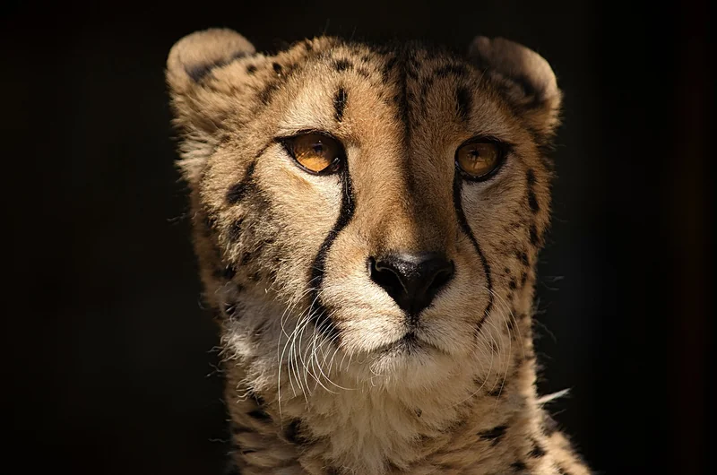 Le guépard et ses limites