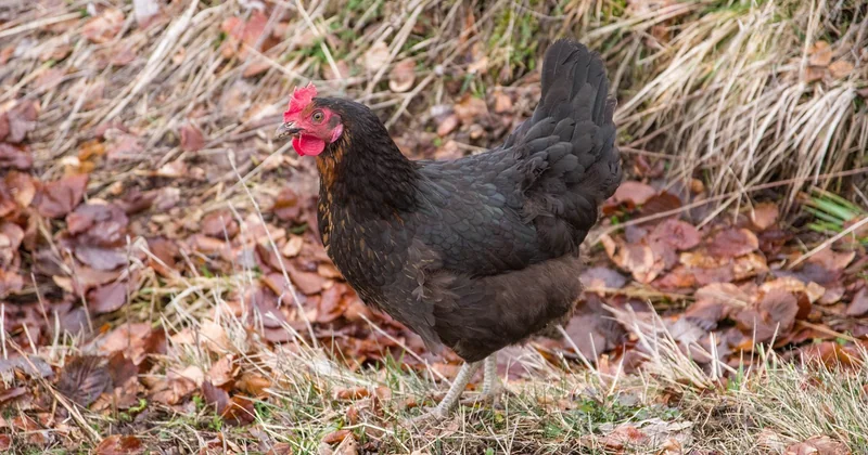 Combien coûte une poule Padoue ?