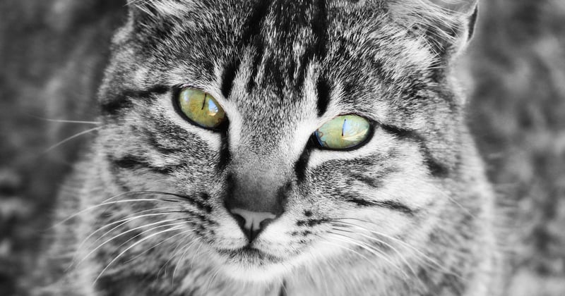 Allergies aux poils d'animaux chez l'enfant : 7 solutions efficaces pour le soulager