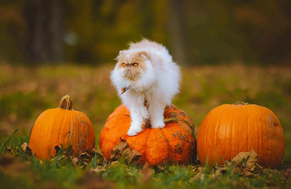 Fane de radis toxique chez le chat : oui, il faut faire attention