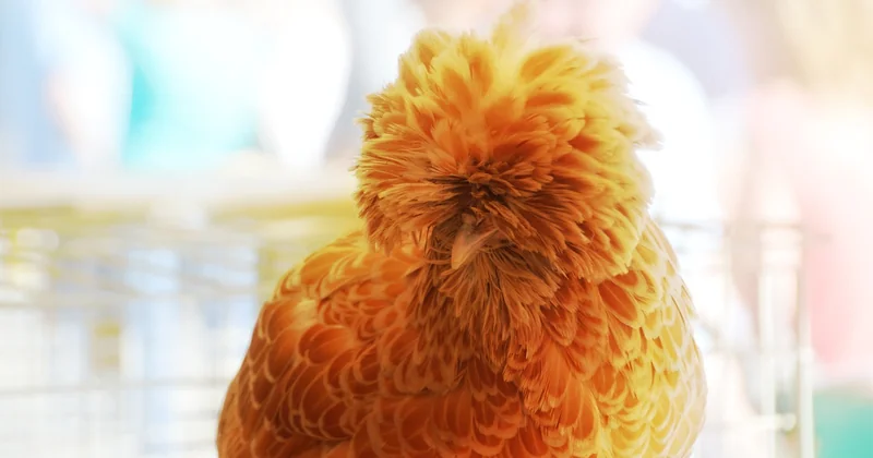 Une poule au caractère qui vaut le détour