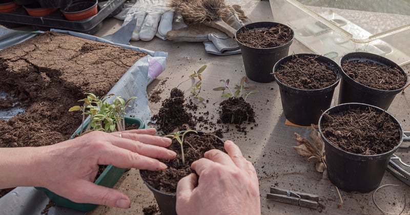 Semis de tomates : le guide simple pour des plants vigoureux