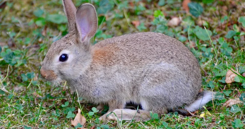 Comment reconnaître un lapin de garenne (sans le confondre avec un lièvre)