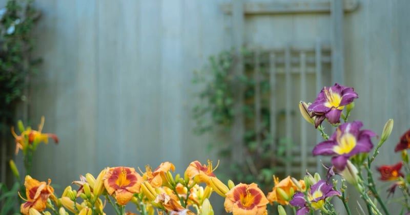 Le glaïeul, la fleur spectaculaire qui transforme votre jardin
