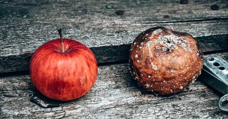 Les erreurs qui tuent vos pommes (et comment les éviter)