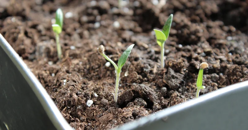 Semis de tomates à l'intérieur : la méthode qui ne rate pas