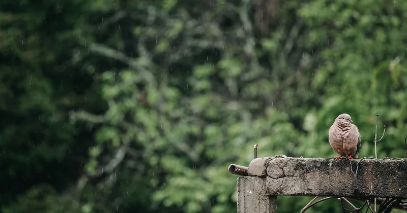 Le chant de la tourterelle turque, cette rengaine qu'on n'oublie plus